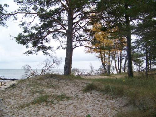 Strandvegetation der Rigaer Bucht (100_0846.JPG) wird geladen. Eindrucksvolle Fotos aus Lettland erwarten Sie.